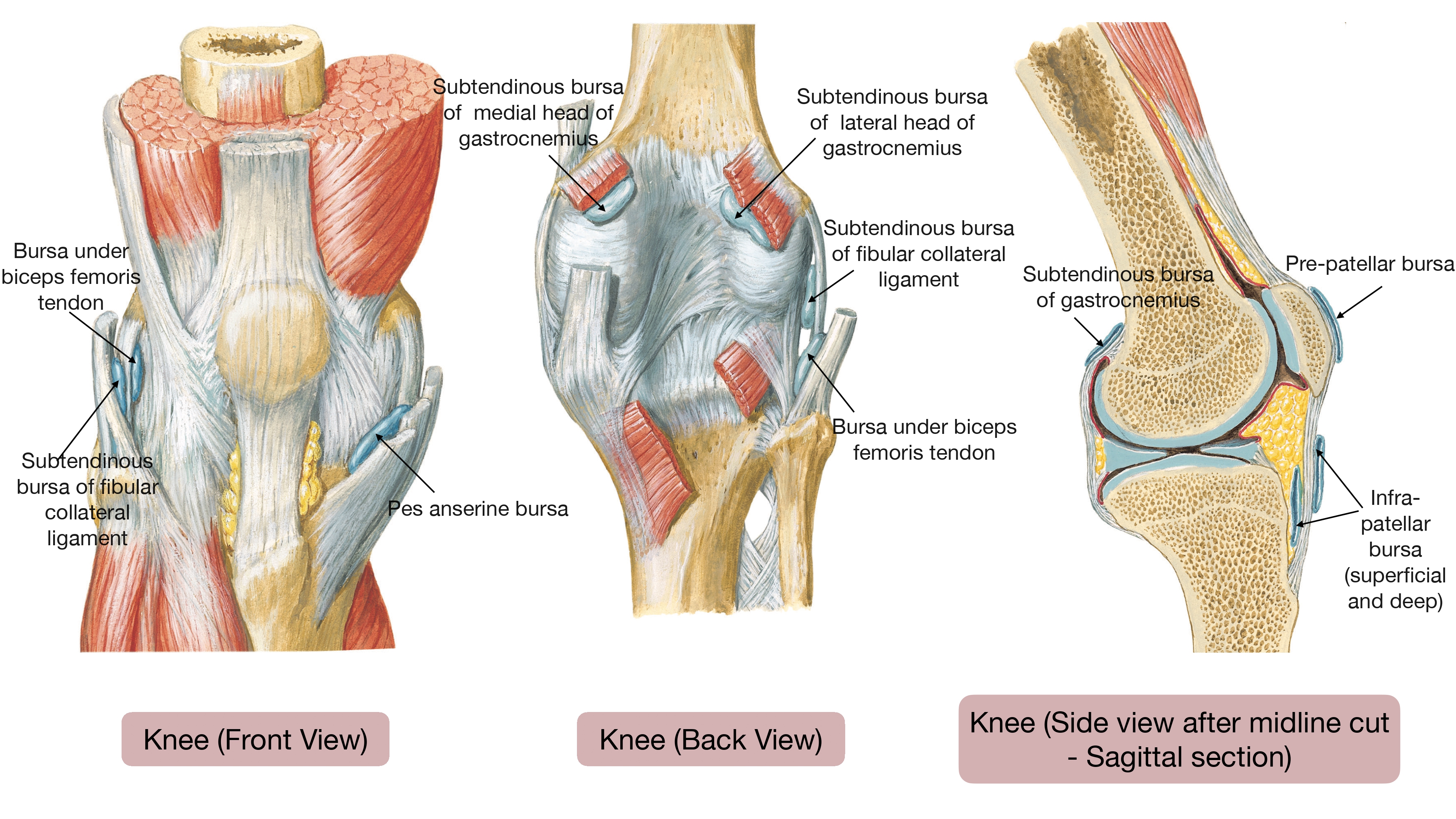 Anatomy The Knee World Anatomy The Knee World